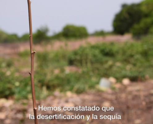 la desertificación y la sequía